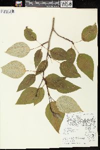 Populus balsamifera subsp. balsamifera image