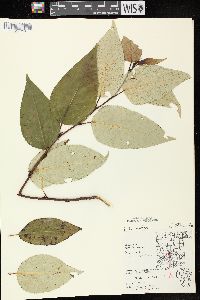 Populus balsamifera image