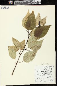 Populus balsamifera image