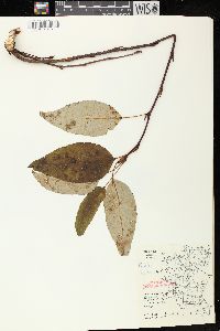 Populus balsamifera image