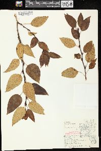 Populus balsamifera image