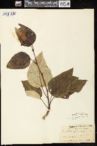 Populus balsamifera image