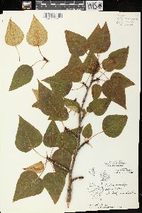 Populus balsamifera subsp. balsamifera image