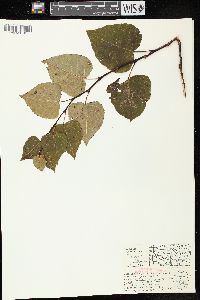 Populus balsamifera subsp. balsamifera image