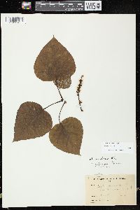Image of Populus × jackii