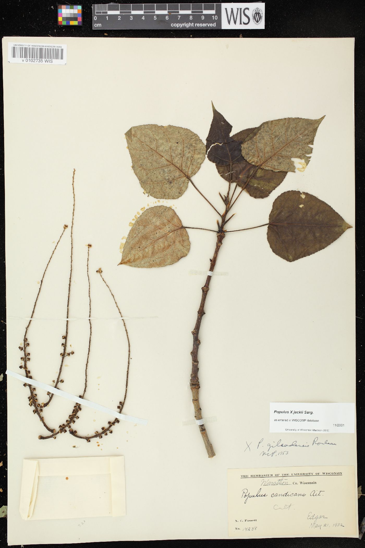 Populus × jackii image