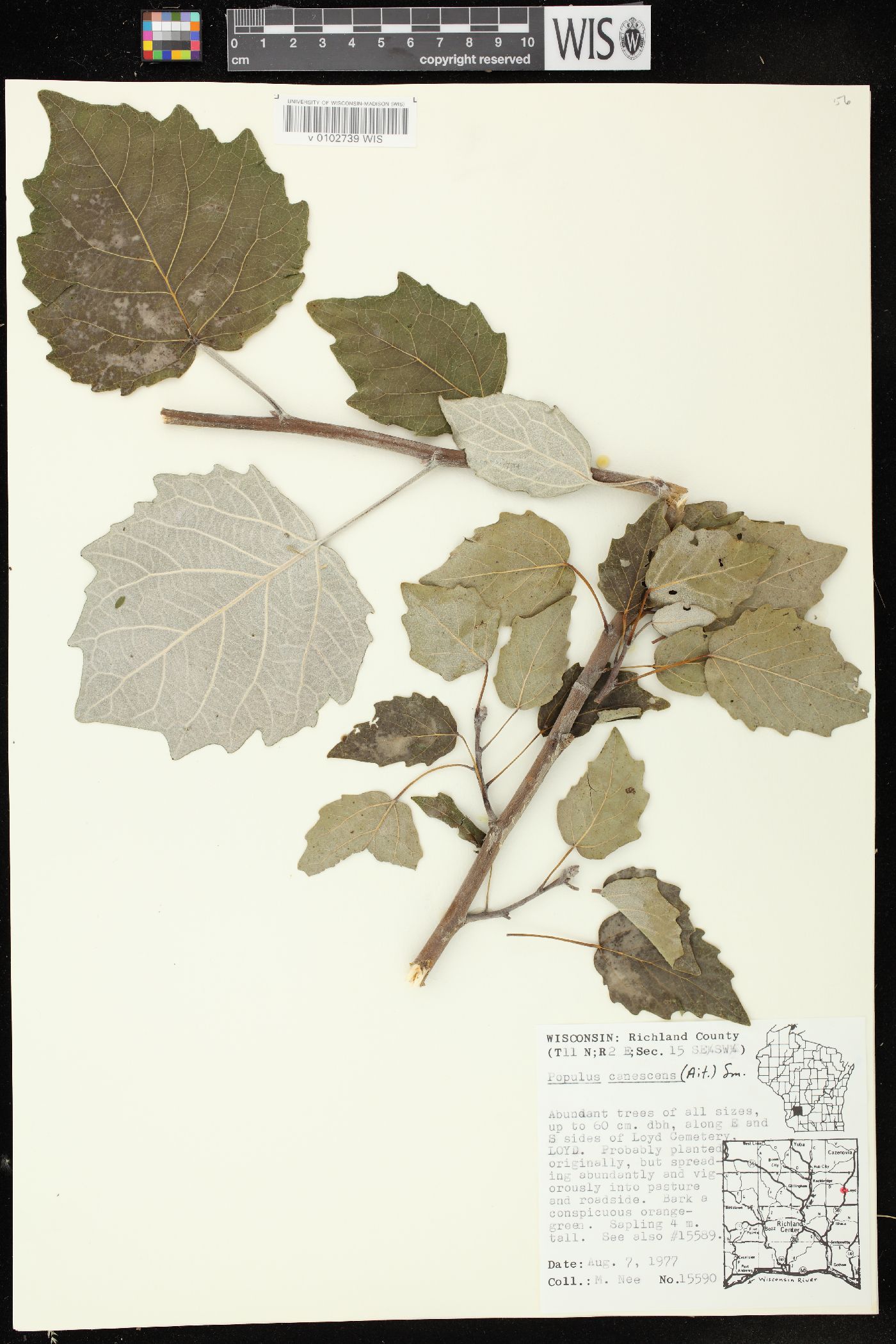 Populus × canescens image