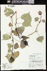 Populus deltoides subsp. monilifera image