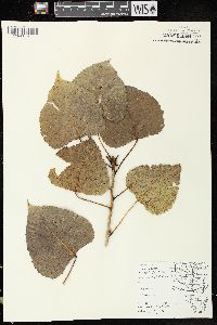 Populus deltoides subsp. monilifera image