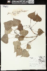 Populus deltoides subsp. monilifera image