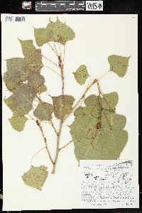 Populus deltoides subsp. monilifera image