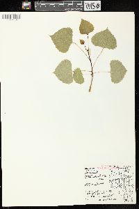 Populus deltoides subsp. monilifera image