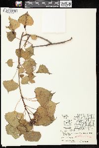 Populus deltoides subsp. monilifera image