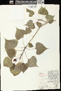 Populus deltoides subsp. monilifera image