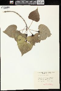 Populus deltoides subsp. monilifera image