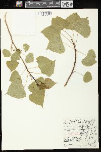 Populus deltoides subsp. monilifera image