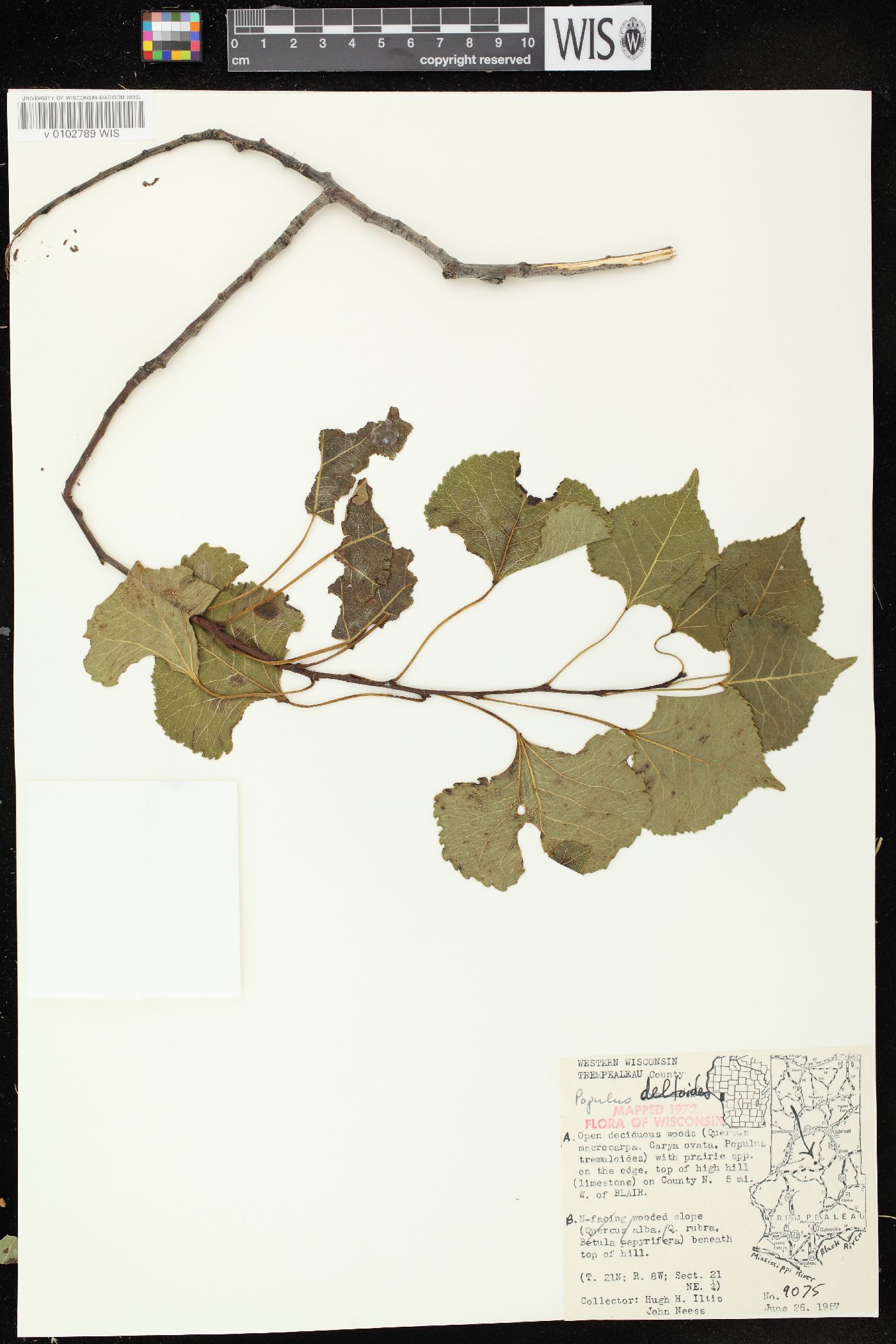 Populus deltoides subsp. monilifera image