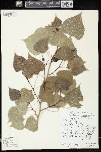 Populus deltoides subsp. monilifera image