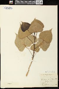 Populus deltoides subsp. monilifera image