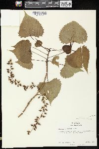 Populus deltoides subsp. monilifera image