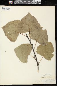 Populus deltoides subsp. monilifera image