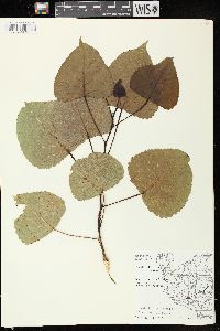 Populus deltoides subsp. monilifera image