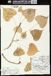 Populus deltoides subsp. monilifera image