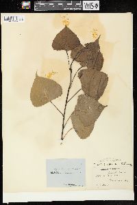 Populus deltoides subsp. monilifera image