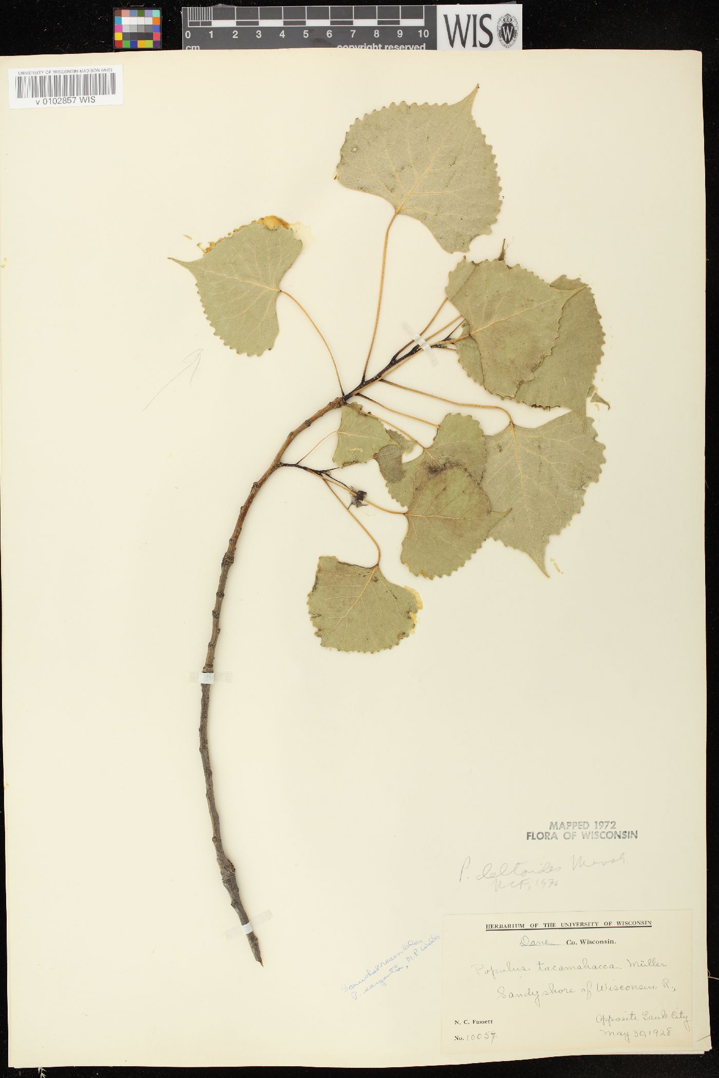 Populus deltoides subsp. monilifera image