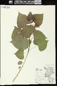 Populus deltoides subsp. monilifera image