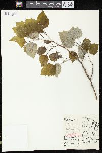 Populus grandidentata image