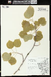 Populus grandidentata image