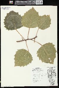 Populus grandidentata image