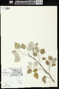 Populus grandidentata image