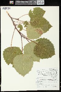 Populus grandidentata image