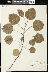 Populus grandidentata image