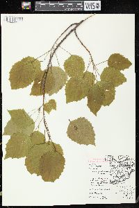 Populus grandidentata image