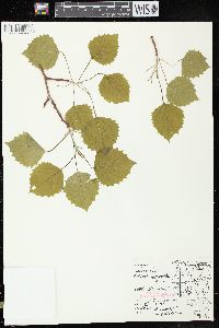 Populus grandidentata image