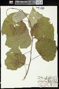 Populus grandidentata image