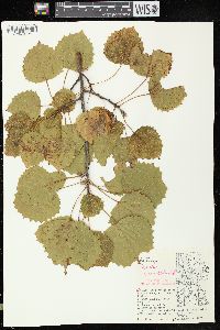 Populus grandidentata image