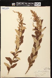 Spiraea tomentosa image