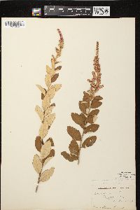 Spiraea tomentosa image