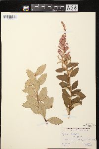 Spiraea tomentosa image