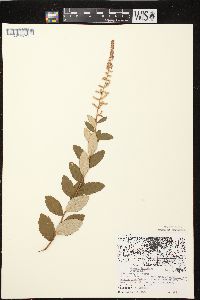 Spiraea tomentosa image