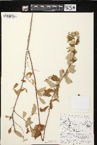 Spiraea tomentosa image