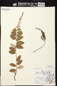 Spiraea tomentosa image