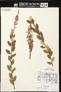 Spiraea tomentosa image