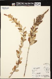 Spiraea tomentosa image