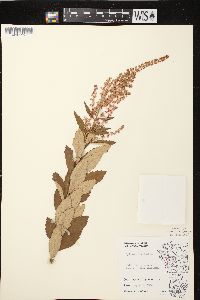 Spiraea tomentosa image