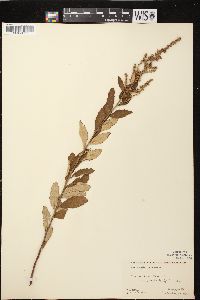 Spiraea tomentosa image